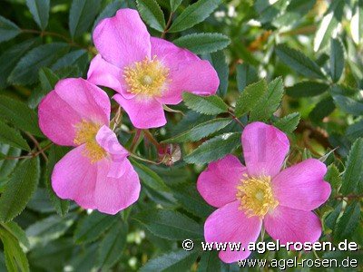 Rose ‘Rosa nitida‘ (2-Liter Biotopf)