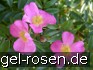 Rosa nitida kaufen