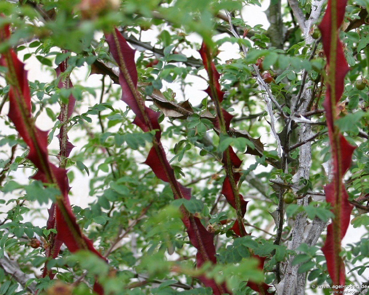 Rose ‘Rosa omeiensis pteracantha‘ (2-Liter Biotopf)