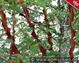 Rosa omeiensis pteracantha kaufen, clicken für mehr Details Rosa omeiensis pteracantha
