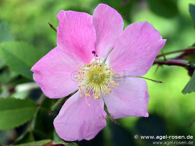 Rose ‘Rosa pendulina‘ (wurzelnackte Rose)