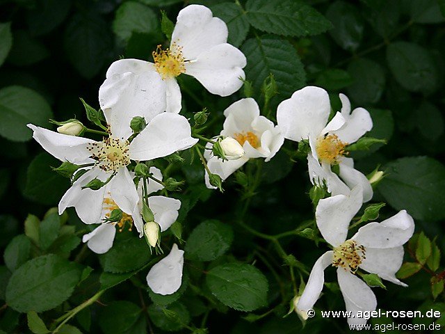 Rose ‘Rosa repens ‘Alba‘‘ (6,5-Liter Topf)