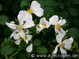 Rosa repens 'Alba'