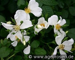 Rosa repens 'Alba' kaufen, clicken für mehr Details Rosa repens 'Alba'