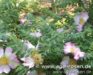Rose ‘Rosa roxburghii f. normalis‘ (wurzelnackte Rose)