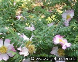 Rosa roxburghii f. normalis