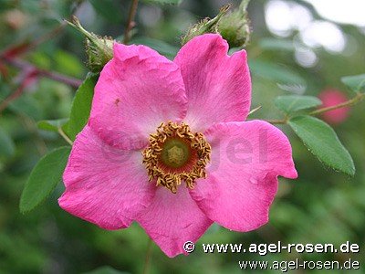 Rose ‘Rosa sweginzowii ‘Macrocarpa‘‘ (3-Liter Topf)