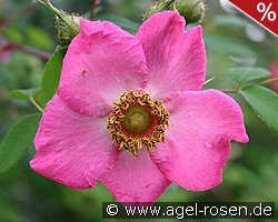 Rosa sweginzowii 'Macrocarpa'