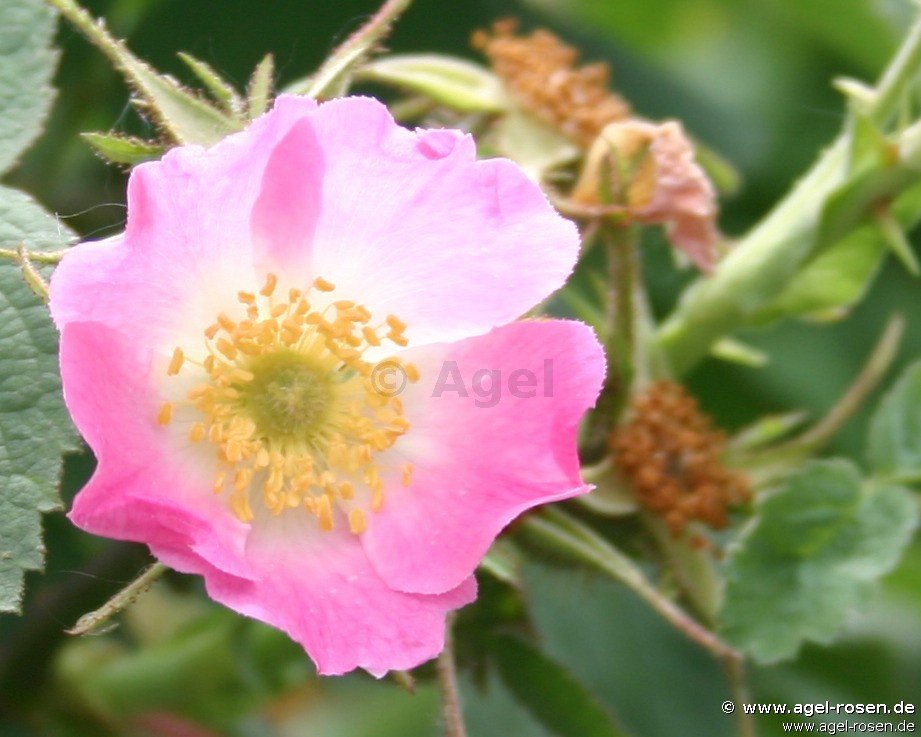 Rose ‘Rosa villosa‘ (2-Liter Topf)