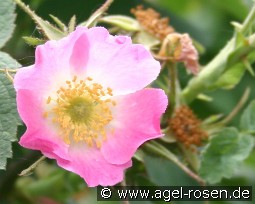 Rosa villosa