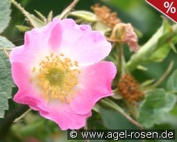 Rosa villosa kaufen, clicken für mehr Details Rosa villosa