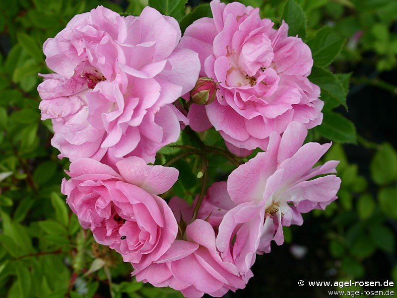 Rose ‘Rosa virginiana‘ (5-Liter Topf)