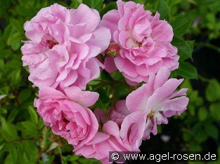 Rosa virginiana