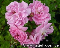 Rosa virginiana kaufen, clicken für mehr Details Rosa virginiana