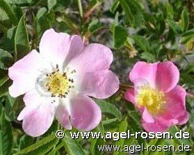 Rose ‘Rosa vosagiaca‘ (wurzelnackte Rose)