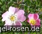 Rosa vosagiaca kaufen