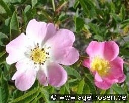 Rosa vosagiaca