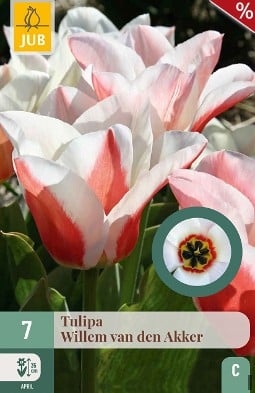 Willem van den Akker kaufen, click for more details Willem van den Akker