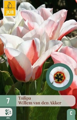 Willem van den Akker kaufen, click for more details Willem van den Akker