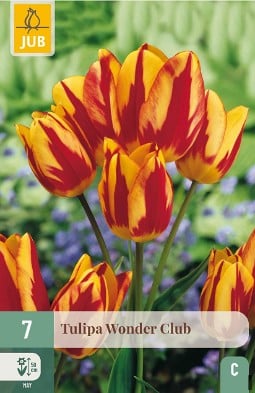 Wonder Club kaufen, click for more details Wonder Club