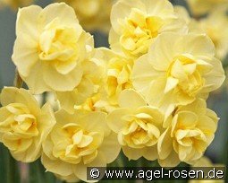 Yellow Cheerfulness kaufen, click for more details Yellow Cheerfulness