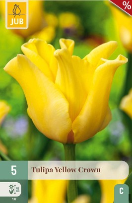 Yellow Crown
