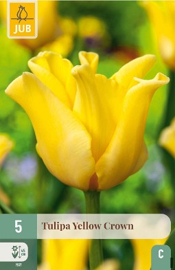 Yellow Crown
