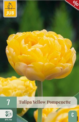 Yellow Pompenette