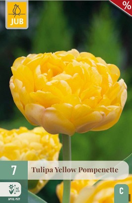 Yellow Pompenette