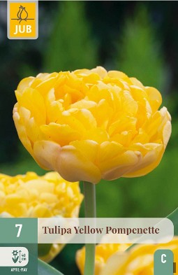 Yellow Pompenette
