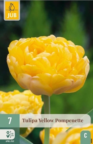 Yellow Pompenette