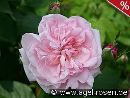Fantin Latour kaufen, clicken für mehr Details Fantin Latour