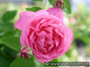 La Noblesse