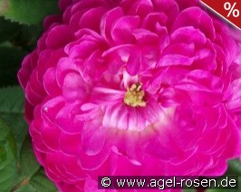 Pompon de Bourgogne