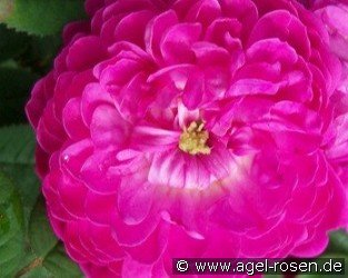 Pompon de Bourgogne