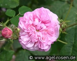 Reine de Centfeuilles