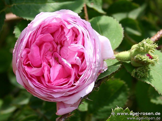 Rose ‘Rosa centifolia ‘Cristata‘  (Chapeau de Napoleon)‘ (wurzelnackte Rose)