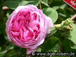 Rosa centifolia 'Cristata'  (Chapeau de Napoleon)