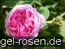 Rosa centifolia 'Cristata'  (Chapeau de Napoleon) kaufen
