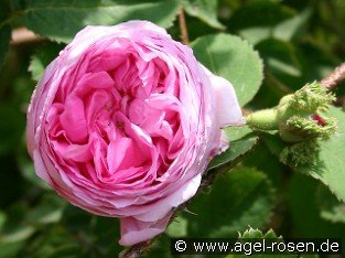 Rosa centifolia 'Cristata'  (Chapeau de Napoleon)