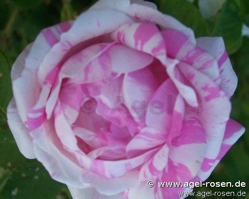Rose ‘Rosa centifolia variegata‘ (wurzelnackte Rose)