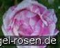 Rosa centifolia variegata kaufen