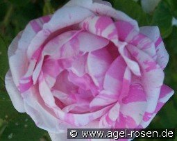 Rosa centifolia variegata