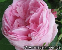 Rose des Peintres