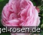 Rose des Peintres kaufen