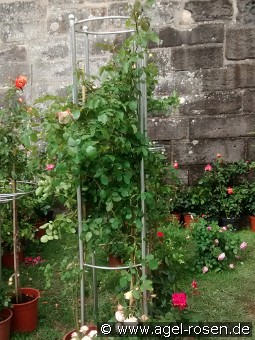 Rosenturm 1 (Rankhilfe)