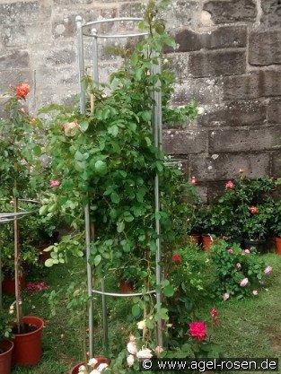 Rosenturm 1 (Rankhilfe)