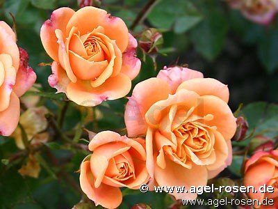 Rose ‘Apricot Clementine‘ (Halbstamm (~65cm), wurzelnackt)