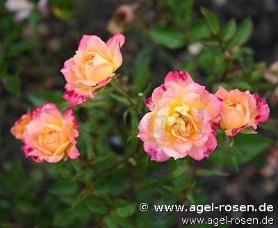 Rose ‘Baby Maskerade‘ (wurzelnackte Rose)