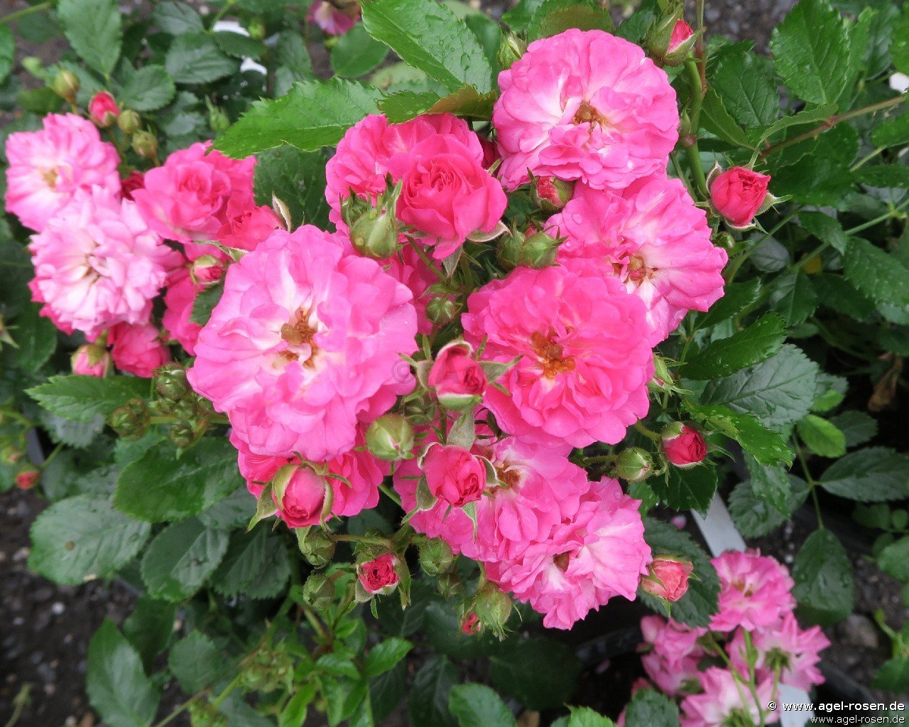 Rose ‘Balduin‘ (wurzelnackte Rose)